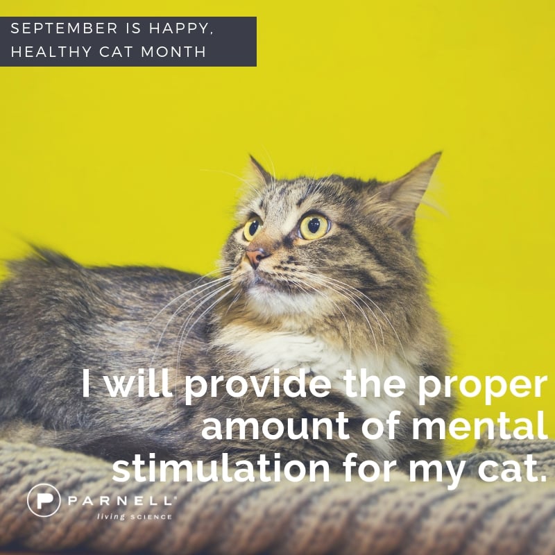 September is Happy, Healthy Cat Month